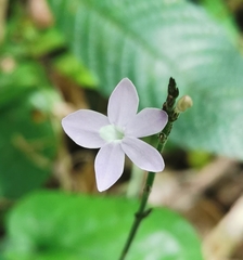 Pseuderanthemum praecox