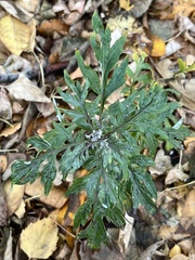 Artemisia vulgaris