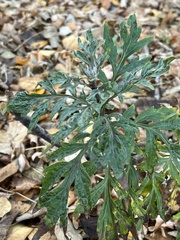 Artemisia vulgaris