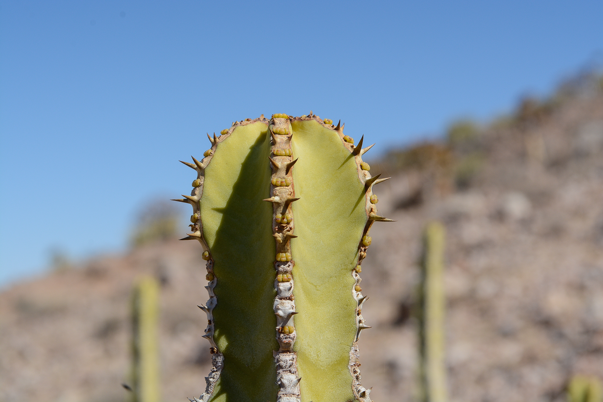 Euphorbia avasmontana Dinter