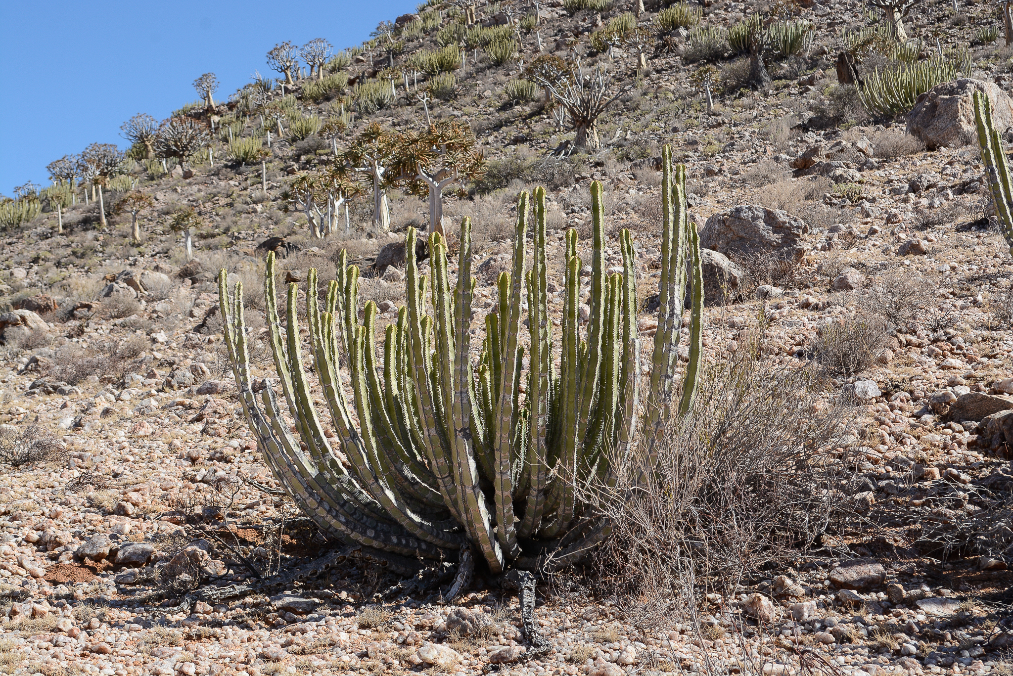 Euphorbia avasmontana Dinter 2