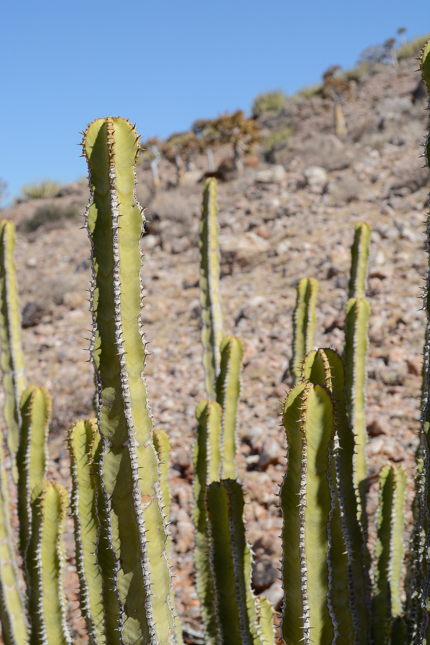 Euphorbia avasmontana Dinter 3