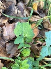 Sisymbrium officinale