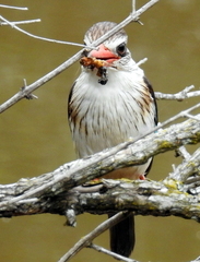 Gryllotalpa africana