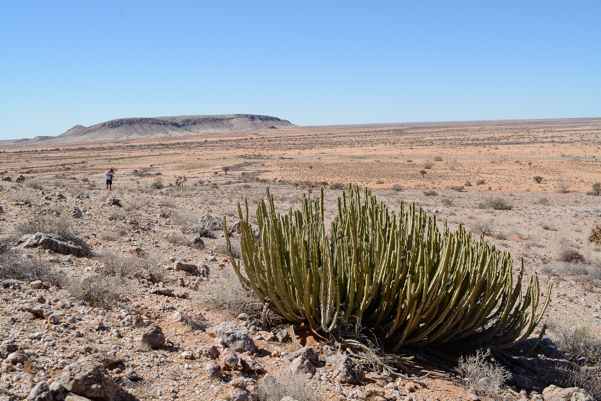 Euphorbia avasmontana Dinter 4