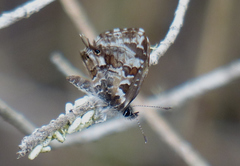 Cacyreus darius