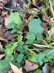 Sisymbrium officinale