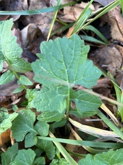 Sisymbrium officinale