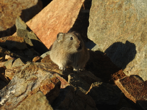 Kazakh Pika (Ochotona opaca) — Least Concern Mammalia
