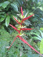 Heliconia acuminata