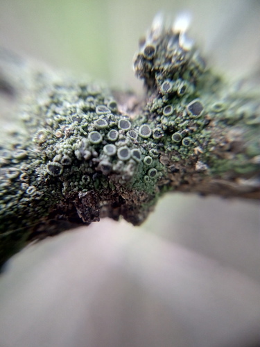 Hyperphyscia syncolla image