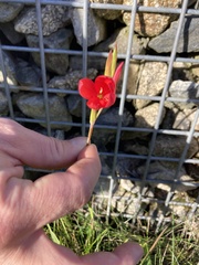 Hesperantha coccinea