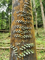 Psychotria serpens