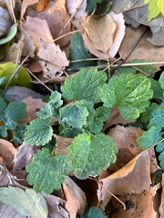 Lamium maculatum