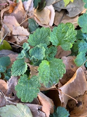 Lamium maculatum