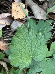 Leonurus quinquelobatus