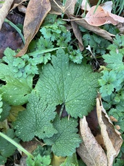 Leonurus quinquelobatus