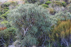 Olearia lacunosa