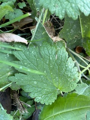 Leonurus quinquelobatus