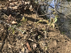 Viburnum acerifolium