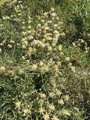 Clematis montevidensis