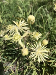 Clematis montevidensis