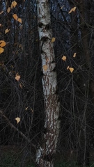 Betula pendula