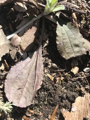 Antennaria solitaria