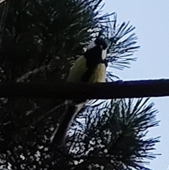 Parus major