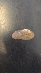 Medionidus conradicus