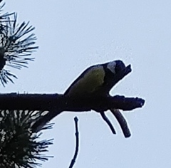 Parus major
