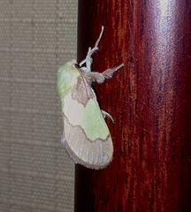 Aergina hilaris