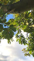 Aesculus hippocastanum