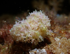 Marionia arborescens