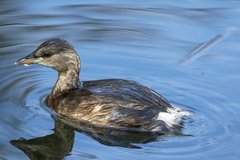Tachybaptus ruficollis
