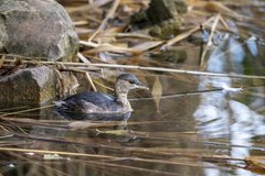 Tachybaptus ruficollis