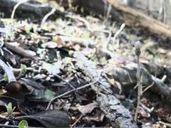 Antennaria solitaria
