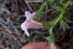 Graderia scabra