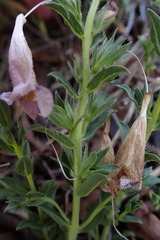 Graderia scabra