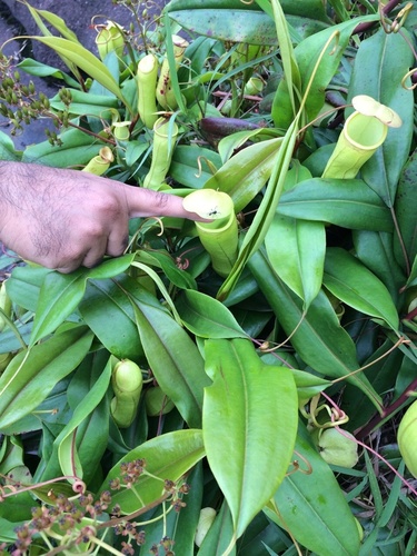 Nepenthes distillatoria