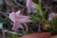 Graderia scabra
