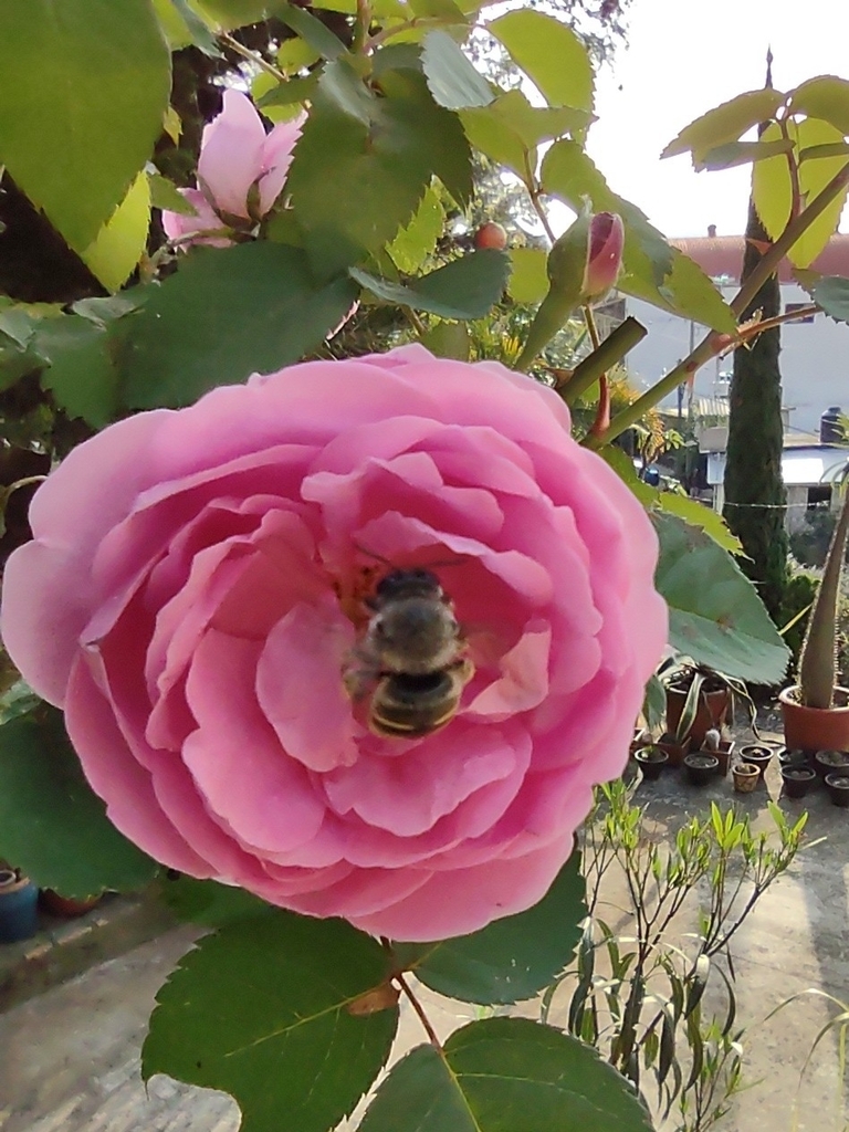 Xylocopa tabaniformis tabaniformis