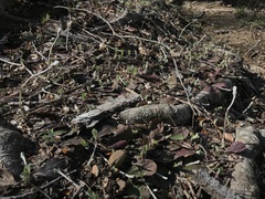 Antennaria solitaria