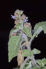 Hyptis mutabilis