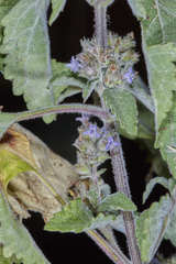 Hyptis mutabilis