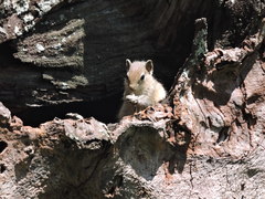 Funambulus palmarum
