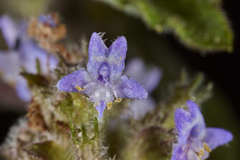 Hyptis mutabilis