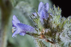 Hyptis mutabilis