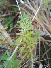 Galium rivale