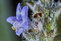 Hyptis mutabilis